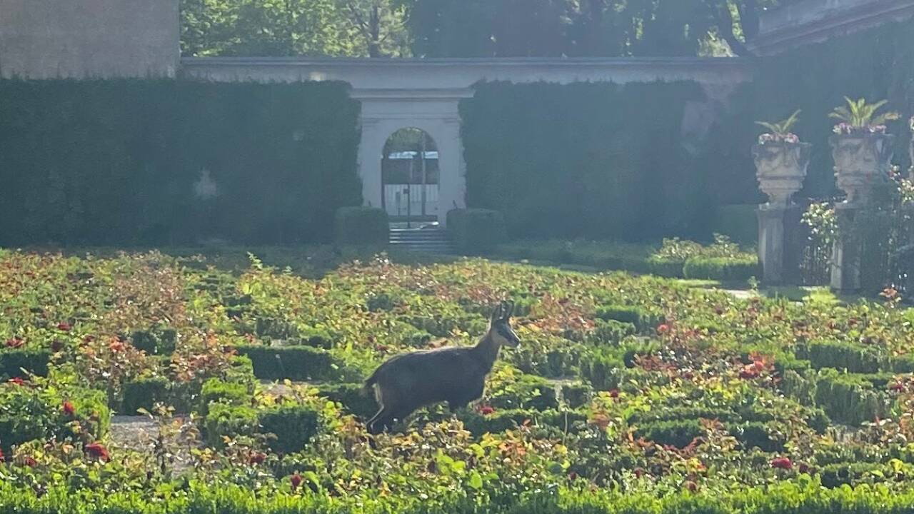 Mittwochfrüh im Mirabellgarten in Salzburg ... 