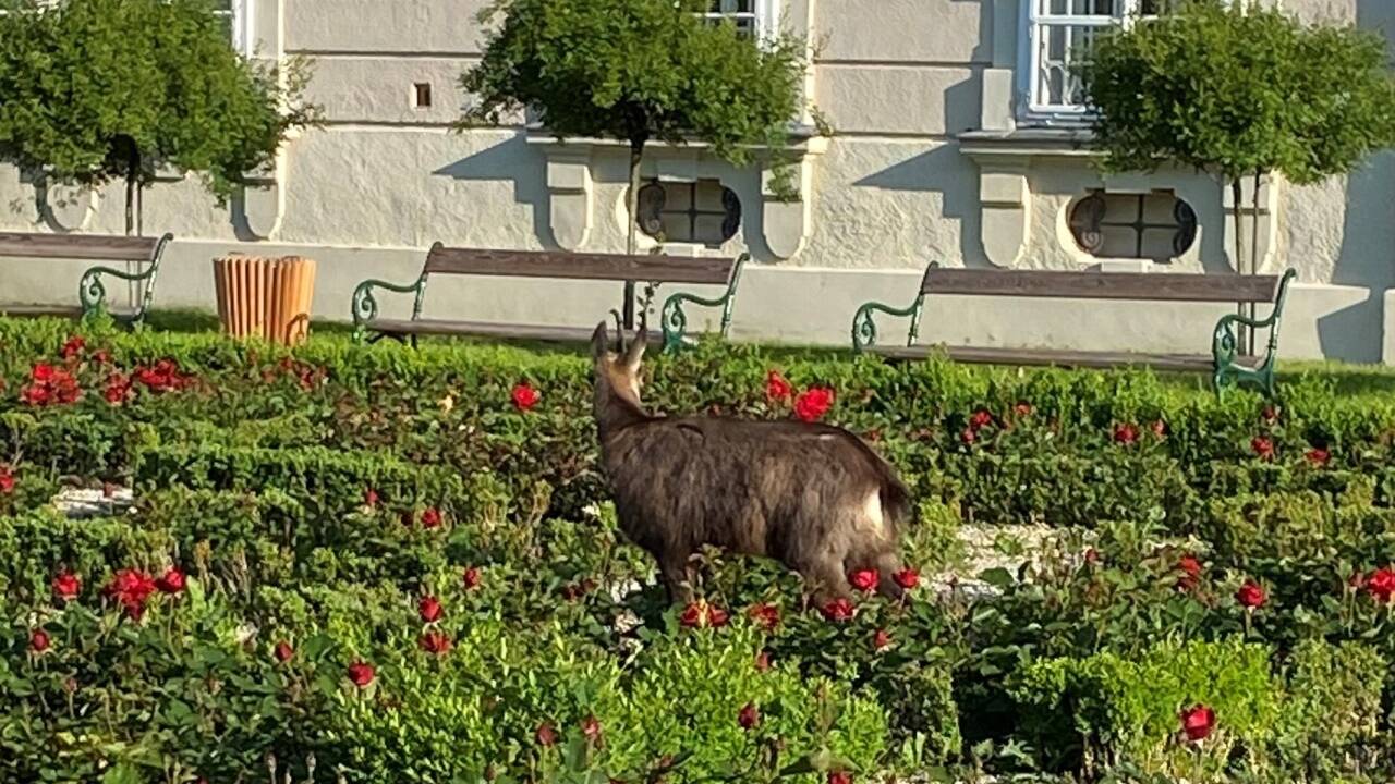 Mittwochfrüh im Mirabellgarten in Salzburg ... 