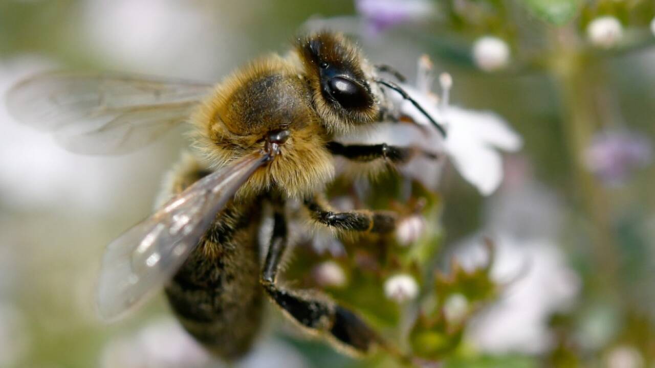 Was Mensch als bienenfreundlich kauft, ist für Insekt oft gefährlich 