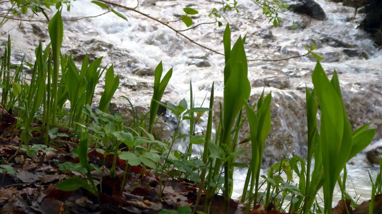 Unzählige Maiglöckchen säumen den Weg im Weißbachgraben.  Unzählige Maiglöckchen säumen den Weg im Weißbachgraben.