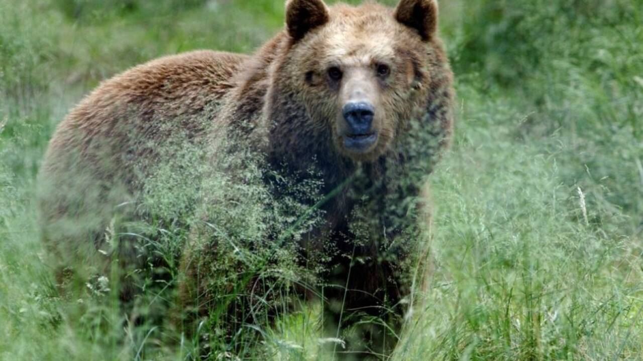 Ein Bär wird der Missetat verdächtigt (Archivbild) 