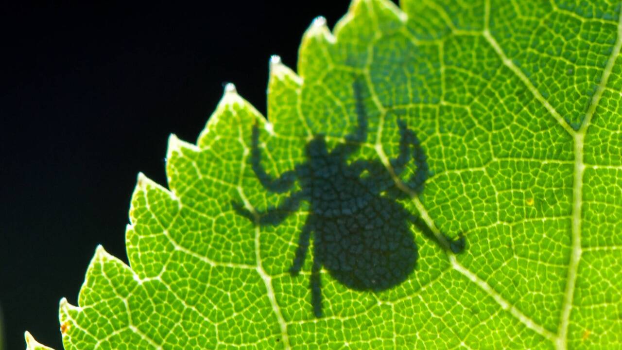 Zeckengefahr.   Zeckengefahr.