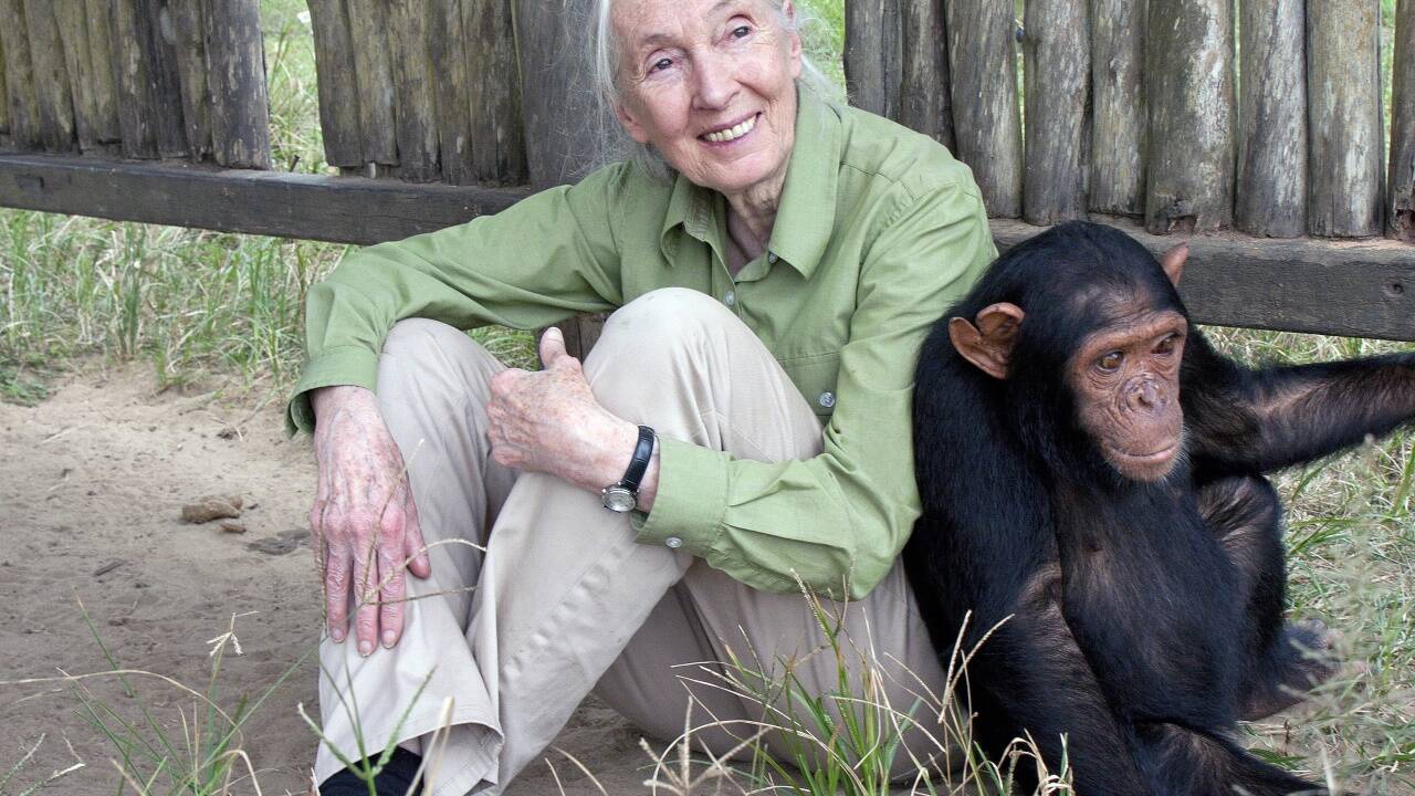 Jane Goodall revolutionierte die Forschung über Schimpansen: Sie bewies, dass die Primaten Werkzeuge benutzen und – wie wir Menschen – über Emotionen verfügen. 