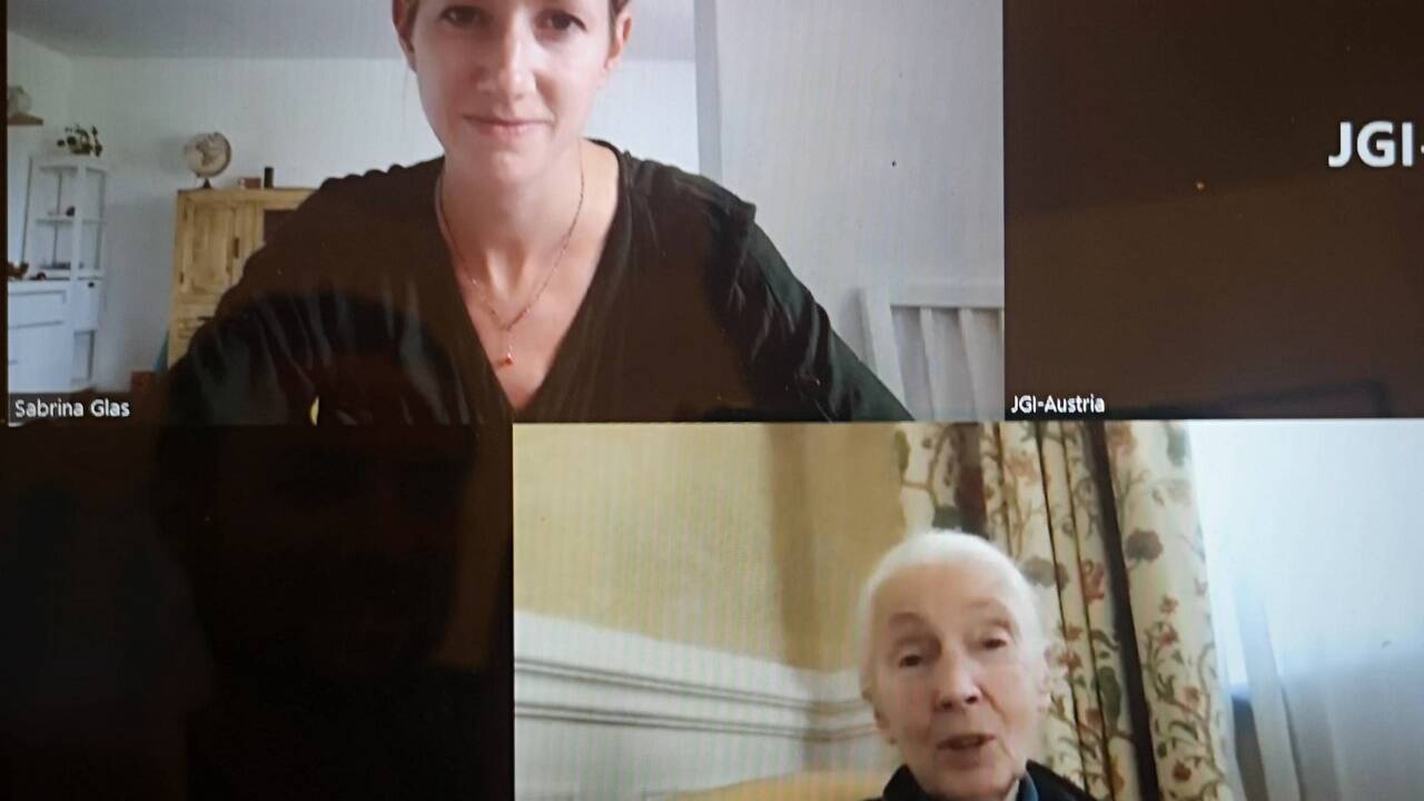 Jane Goodall im Zoom-Gespräch mit SN-Redakteurin Sabrina Glas, kurz vor Goodalls Auftritt in Wien. 