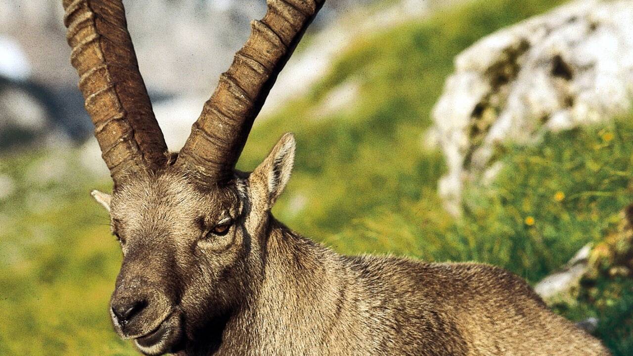 Dem Steinwild möchte der neue Bezirksjägermeister im Lungau besonderes Augenmerk schenken. Dem Steinwild möchte der neue Bezirksjägermeister im Lungau besonderes Augenmerk schenken.