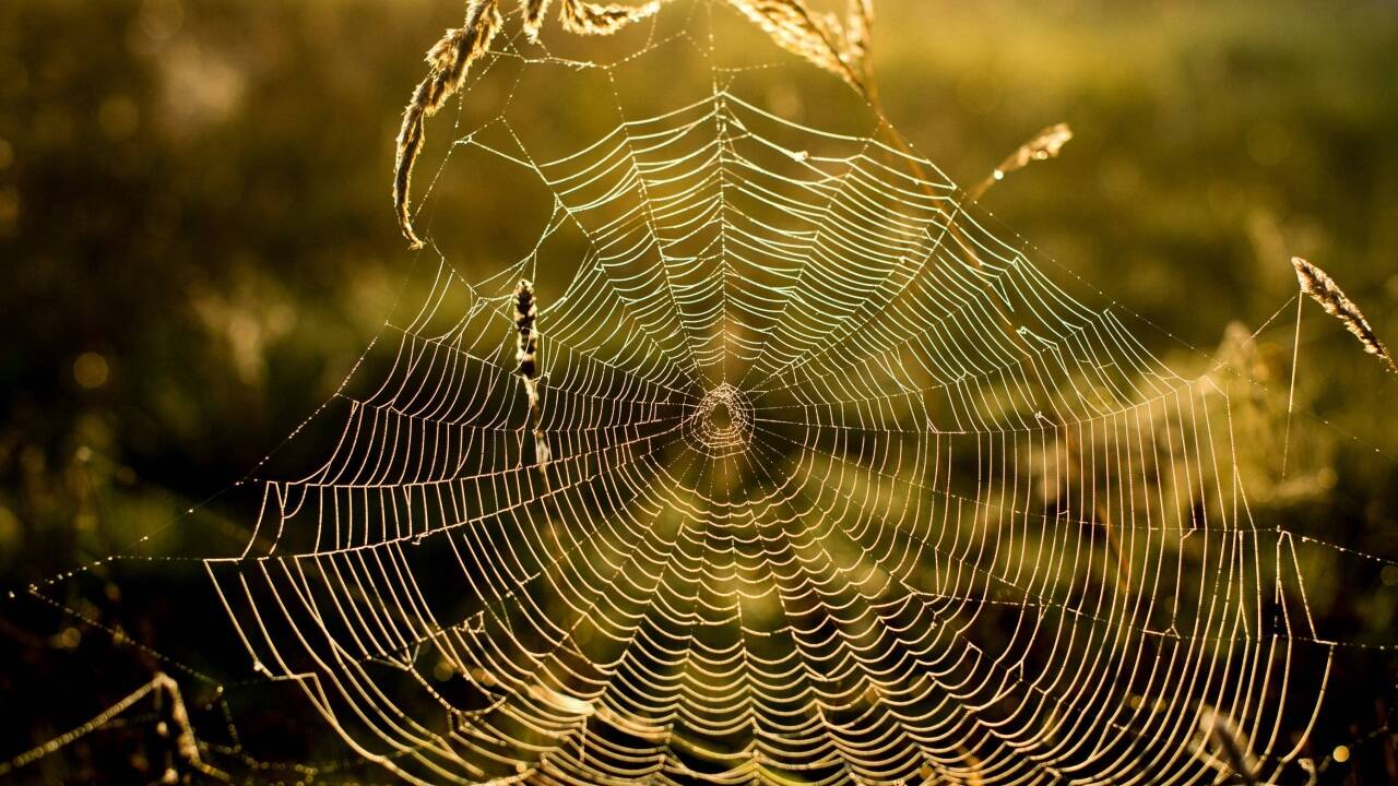 Spinnennetze können als natürlicher Detektor für hohe Mikroplastik-Konzentrationen dienen – wie eine neue Studie zeigt.  