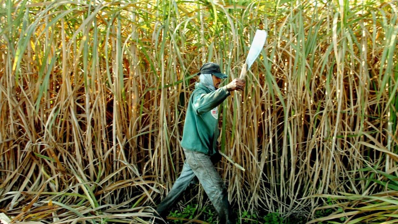 Methanol wird in Südamerika – im Bild eine Plantage in Argentinien - meist aus Zuckerrohr hergestellt. Methanol wird in Südamerika – im Bild eine Plantage in Argentinien - meist aus Zuckerrohr hergestellt.