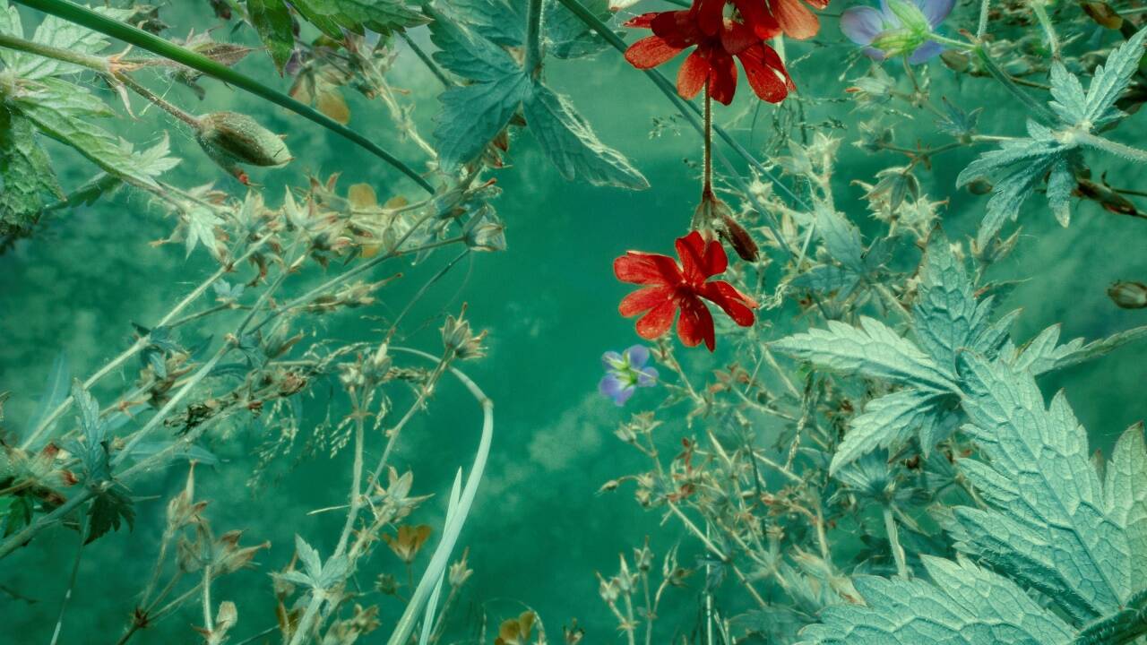 In Baden sind diese Blumenpoesien der norwegischen Fotografin Tine Poppe zu sehen.  