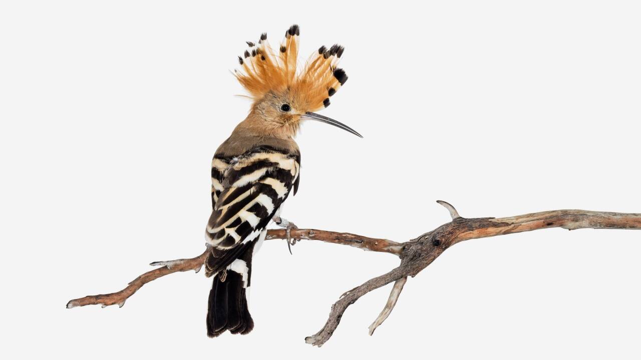 Die Fotografin Sanna Kannisto legt für ihre Vogelporträts weite Reisen zurück.  
