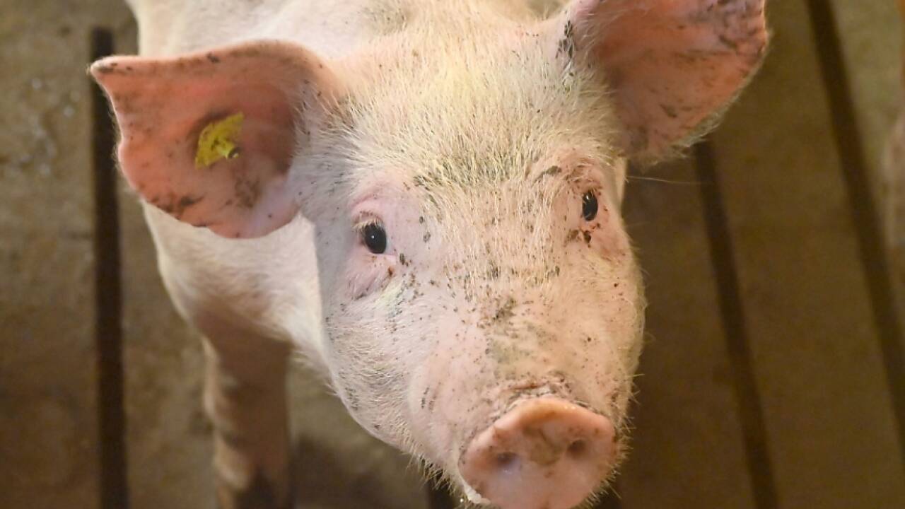 In manch einem Schwein steckt ein Künstler (Archivbild) 