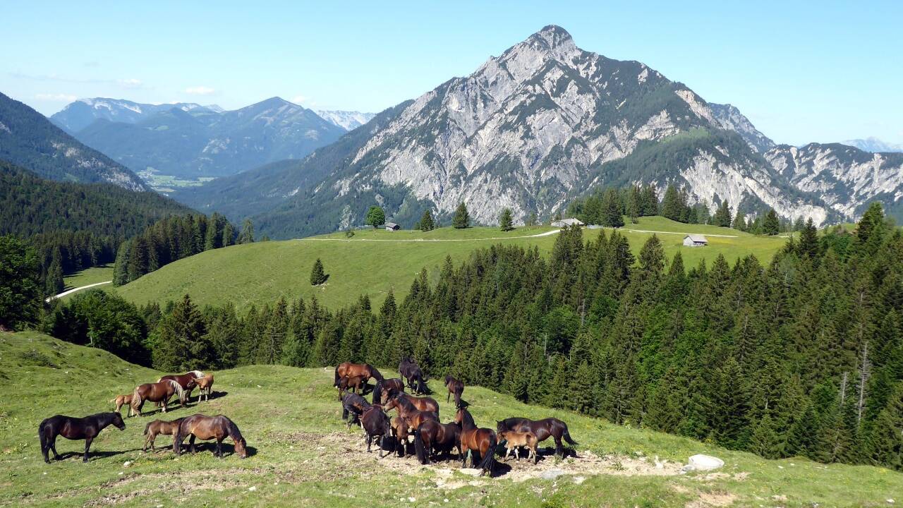 Der Weg zur Rettenegg Hütte mit Blick auf den Rinnkogel. 