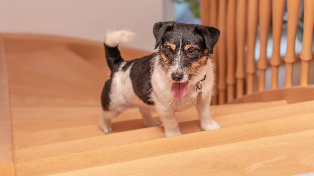 Viele Hunde- und vor allem Welpenbesitzer tragen ihre Vierbeiner, wenn Stiegen zu überwinden sind. 