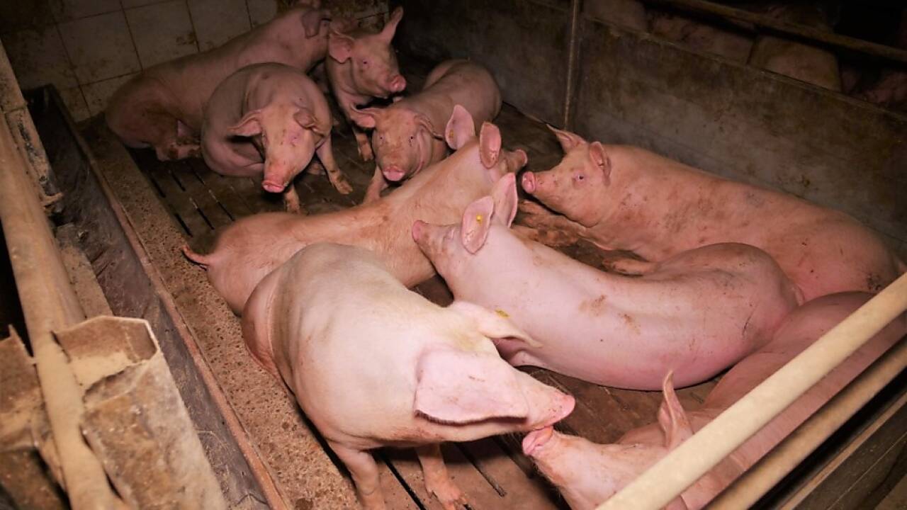 Verein gegen Tierfabriken erstattete Anzeige 