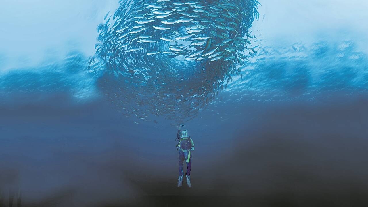 Die Dynamik in Fischschwärmen hat nicht vorrangig mit individueller Intelligenz zu tun. „Kluges“ Verhalten entsteht eben nur im Schwarm. Die Dynamik in Fischschwärmen hat nicht vorrangig mit individueller Intelligenz zu tun. „Kluges“ Verhalten entsteht eben nur im Schwarm.