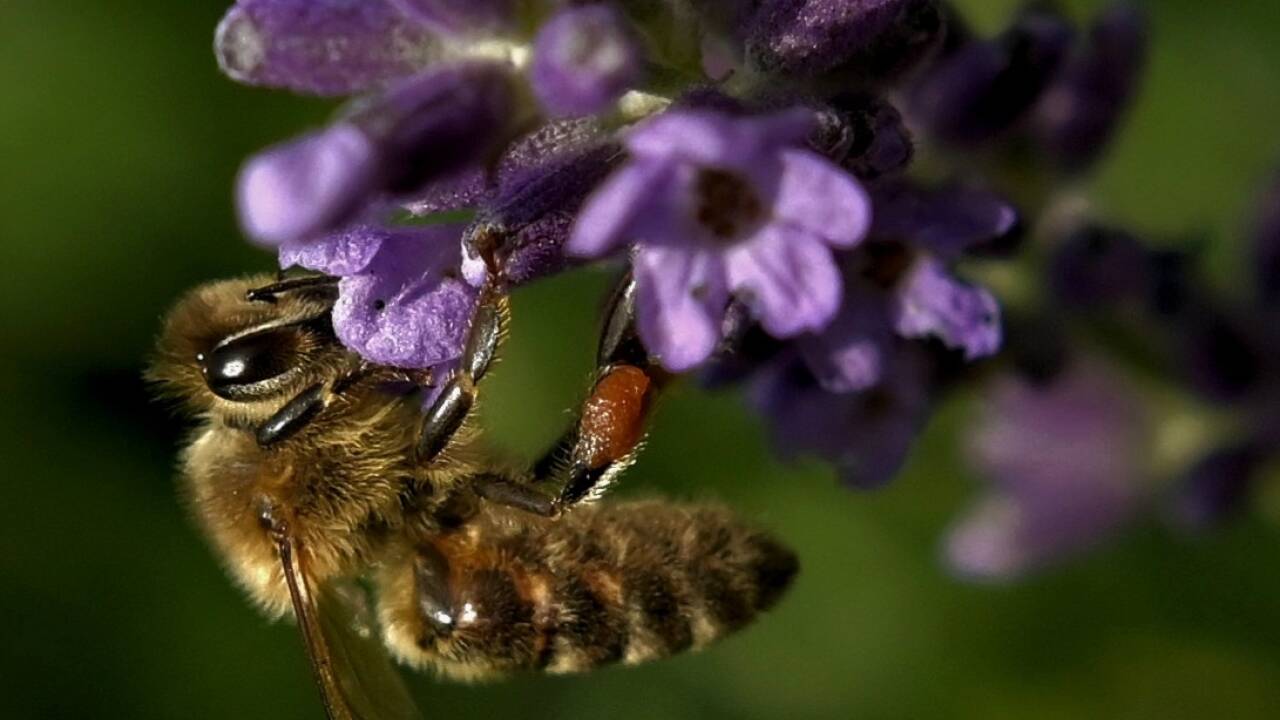 Wie Honigbienen miteinander kommunizieren, ist höchst komplex. Wie Honigbienen miteinander kommunizieren, ist höchst komplex.