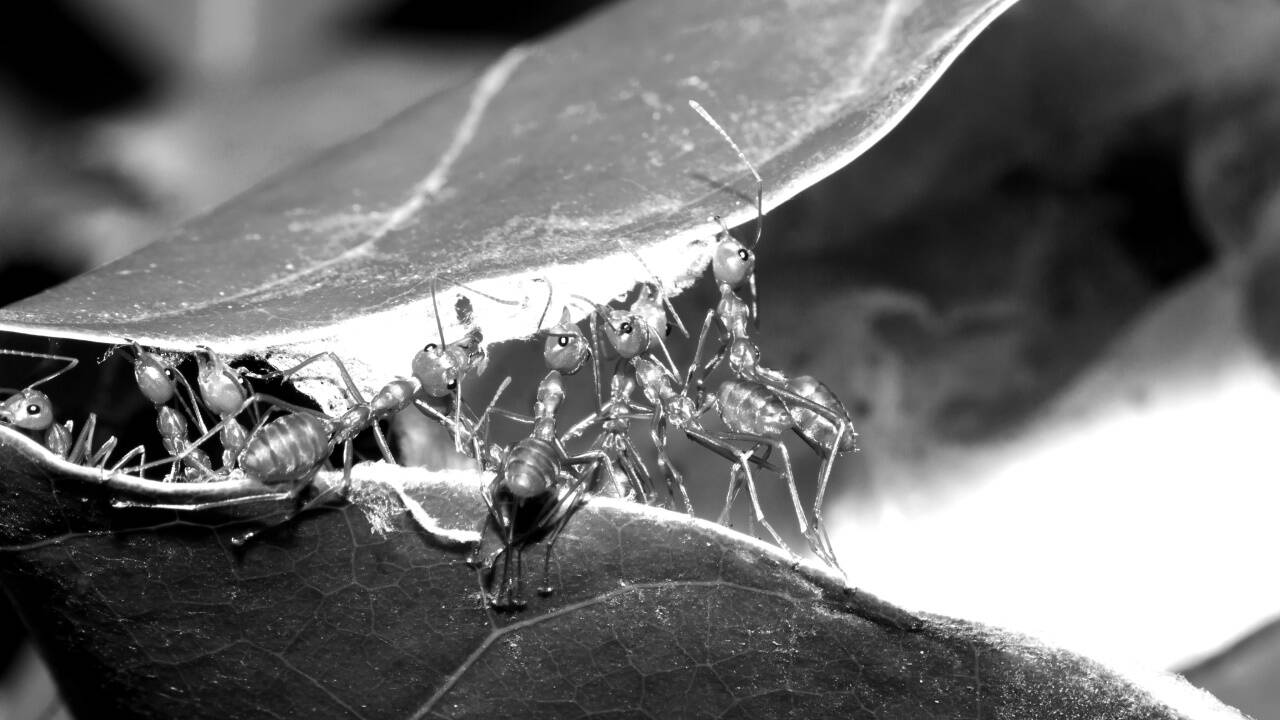 Weberameisen bei ihrer Arbeit. Weberameisen bei ihrer Arbeit.