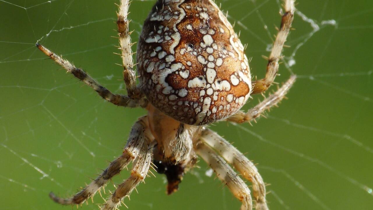 Die weißen Flecken – kreuzförmig angelegt – sind Markenzeichen der Gartenkreuzspinnen.  