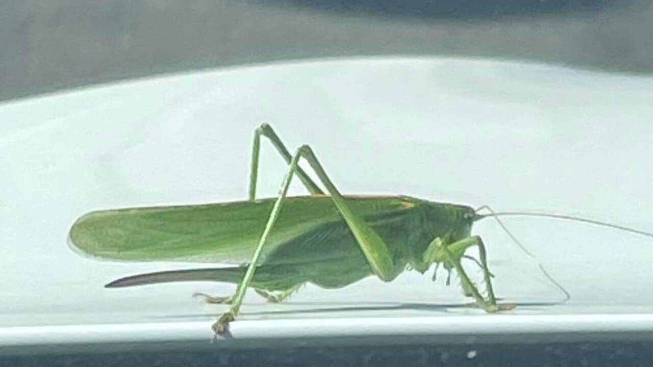 Heupferd auf Abwegen: Dieses hübsche Exemplar fuhr fünf Kilometer auf der Windschutzscheibe mit. 