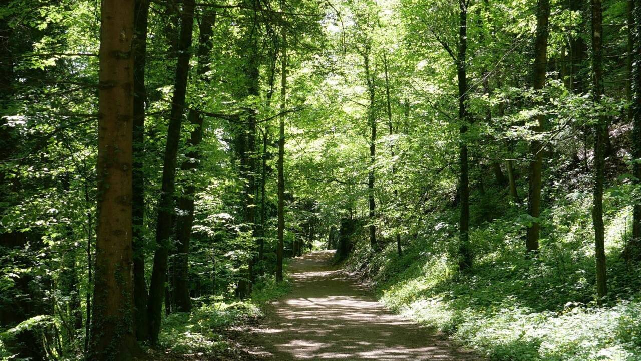 Für manchen ist ein Spaziergang im Wald ein Moment des Glücks. 