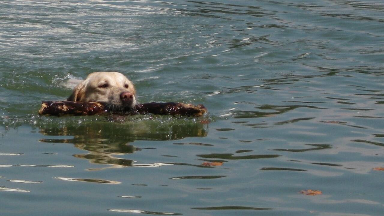 Für Hunde, die gern schwimmen, ist ein Sprung in den See gleichzeitig Erfrischung und Unterhaltung. Für Hunde, die gern schwimmen, ist ein Sprung in den See gleichzeitig Erfrischung und Unterhaltung.