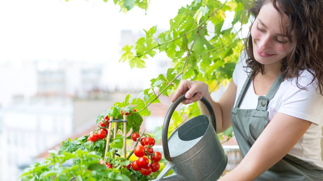 Gemüse und Obst wachsen auch auf dem Balkon.  