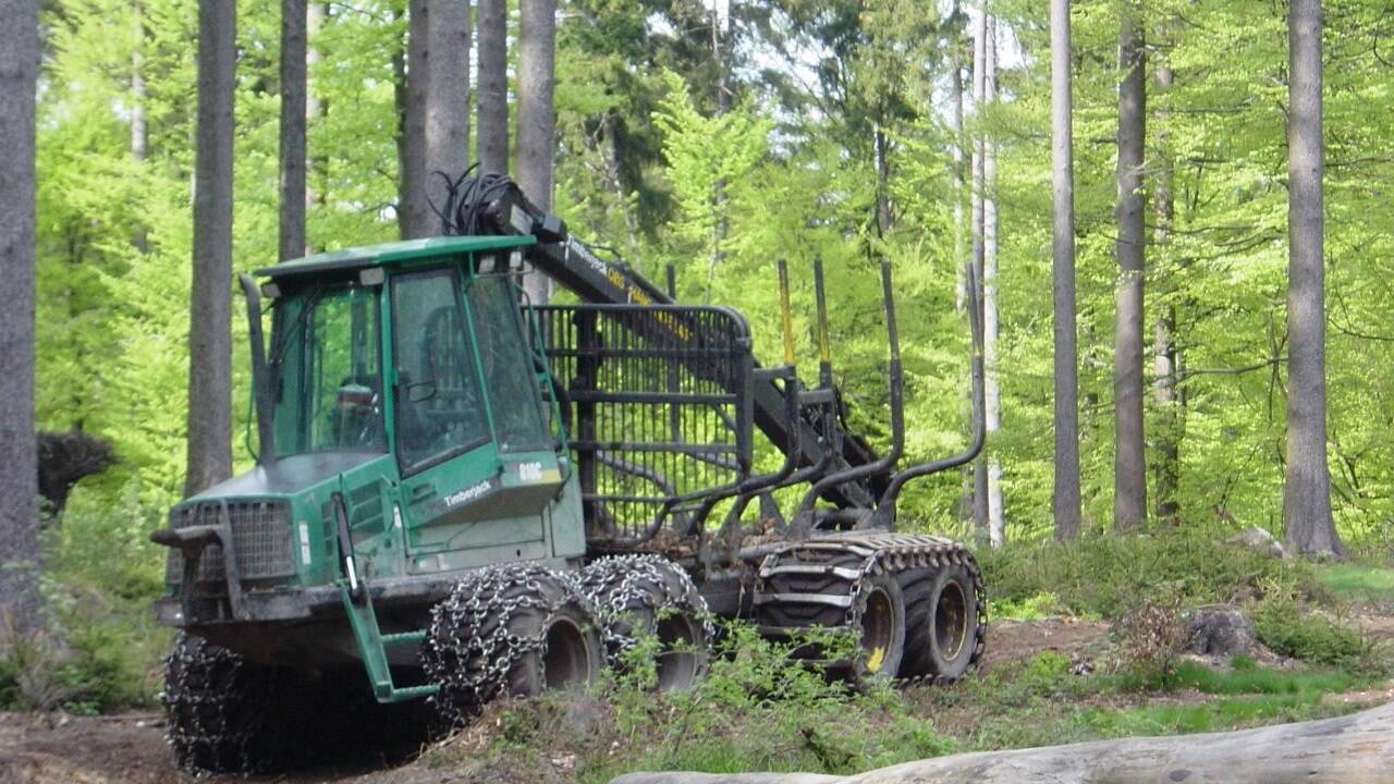 Ein Wald gilt als generationsübergreifendes Investment.  