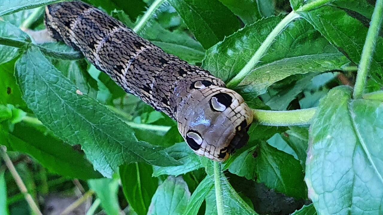 Kürzlich beim Wandern entdeckt: die Raupe des Mittleren Weinschwärmers ist acht Zentimeter lang, die „Augen“ sind eine Täuschung. Kürzlich beim Wandern entdeckt: die Raupe des Mittleren Weinschwärmers ist acht Zentimeter lang, die „Augen“ sind eine Täuschung.