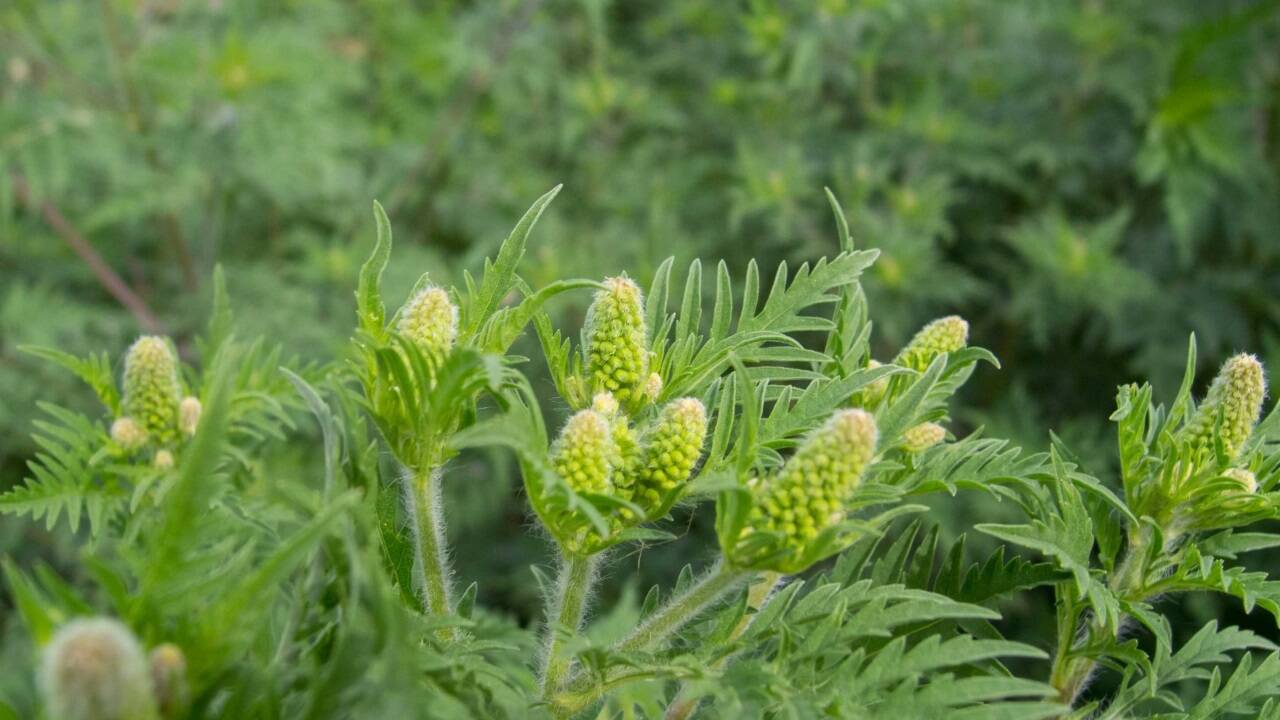 Ragweed wird auch Fetzenkraut genannt, weil die Blätter aussehen, als wären sie „zerfetzt“. 