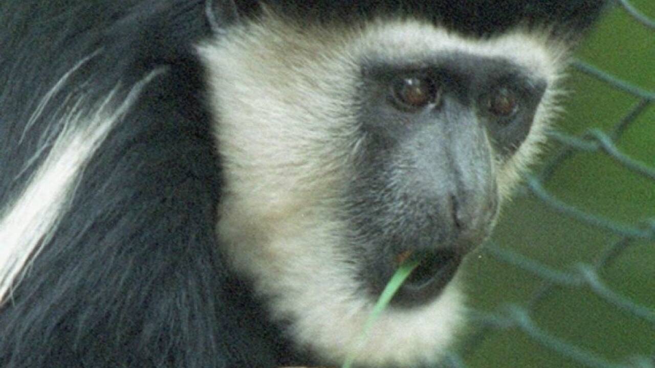 Brasilianer attackierten Tiere aus Angst vor Affenpocken 