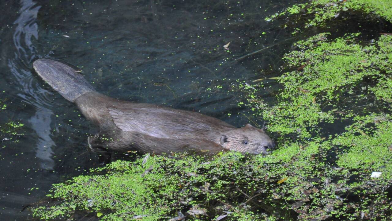 Mein neuer Freund: im Wasser elegant und wendig, an Land etwas plump, aber hinreißend.  