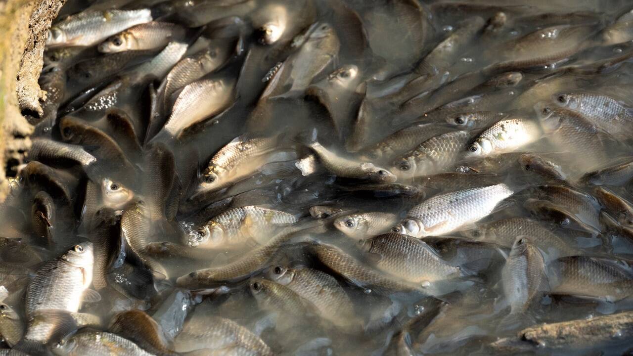 Durch Sohleintiefung und Kimawandel trocknen Feuchtgebiete und Seitenarme aus, Fische kommen in Not – wie hier in der Lobau. 