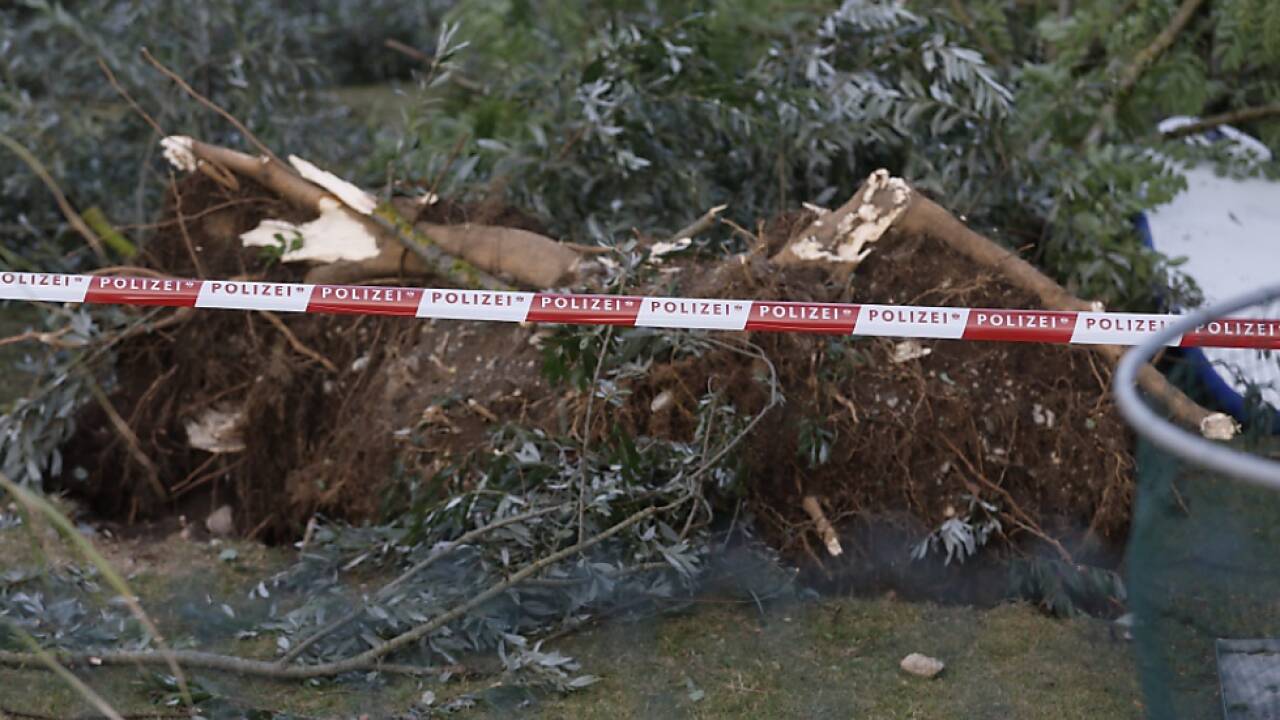 Die umgestürzten Bäume sollen untersucht werden 