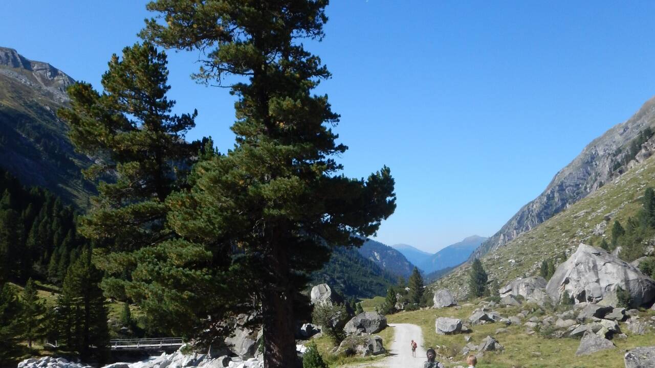 Im Nationalpark Hohe Tauern, wie hier im Obersulzbachtal, gibt es noch große Zirbenbestände. Im Nationalpark Hohe Tauern, wie hier im Obersulzbachtal, gibt es noch große Zirbenbestände.