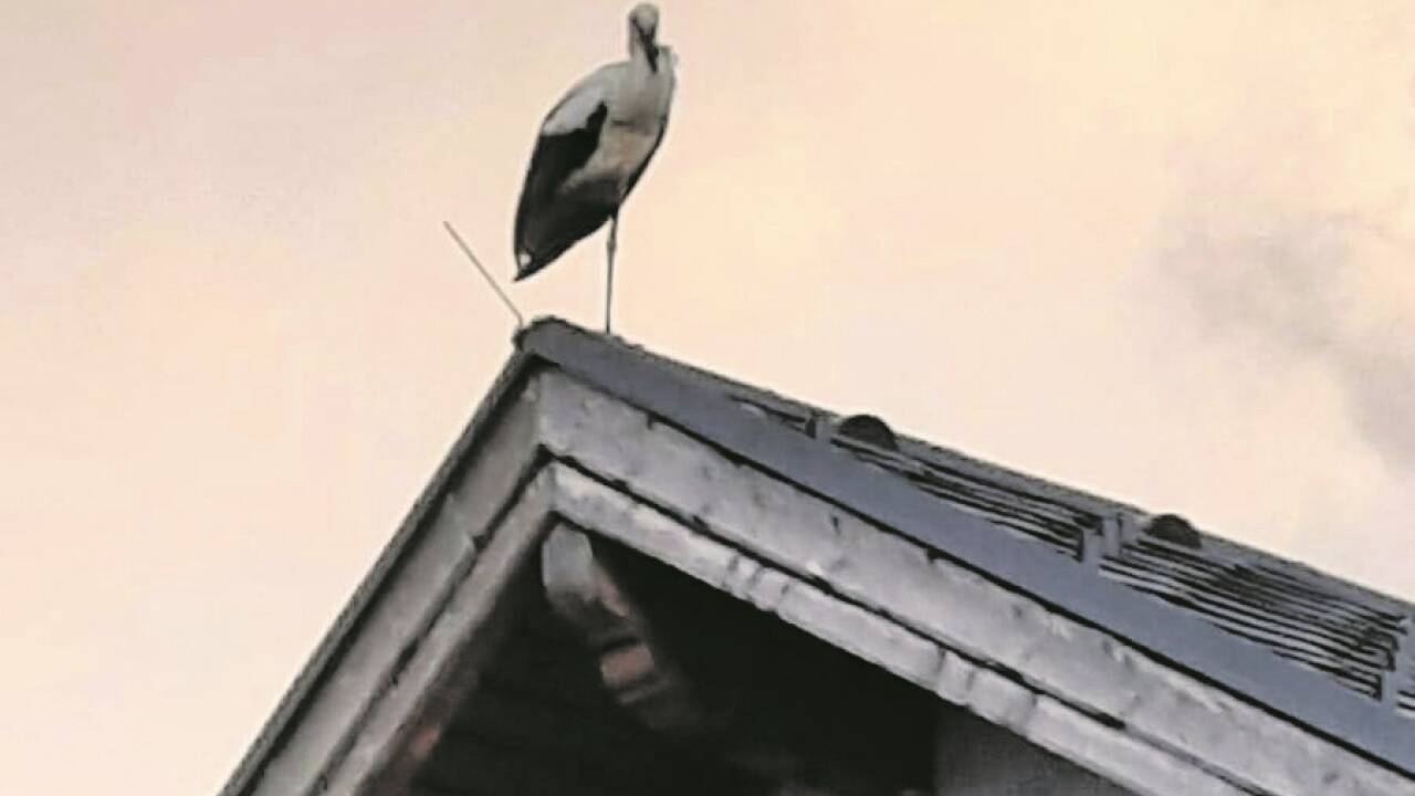 Storch hat es sich am Dach gemütlich gemacht. 