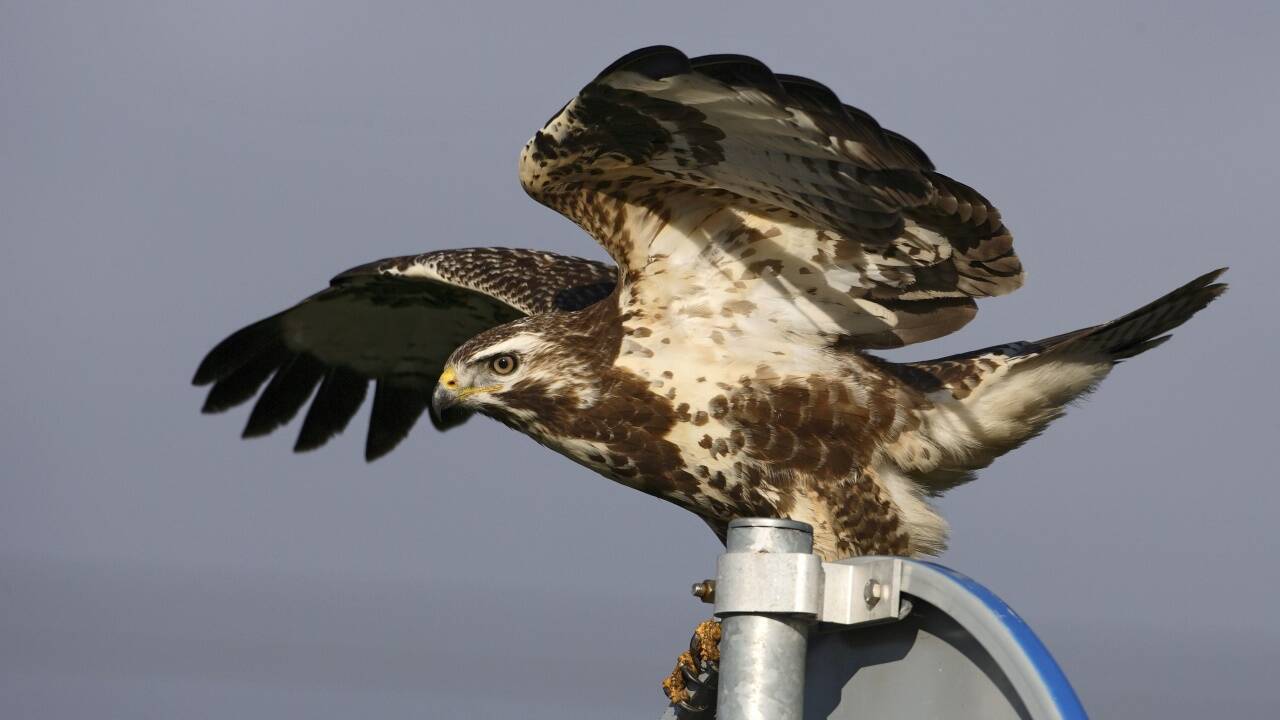 Greifvögel in echt zu erkennen ist nicht leicht. Auf Fotos geht es aber gut. Also: Welcher ist es? Greifvögel in echt zu erkennen ist nicht leicht. Auf Fotos geht es aber gut. Also: Welcher ist es?