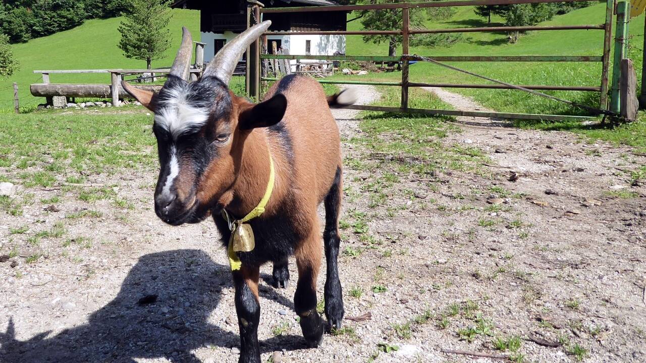 Es hilft nichts, hier führt der Weg Richtung Voregg-Mossegg vorbei. 