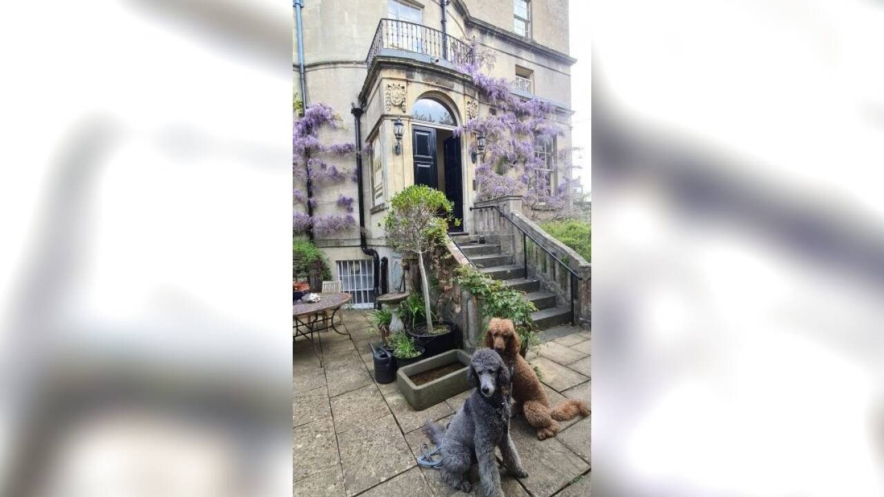 Vor eleganten Häusern sitzen ebensolche Hunde. 