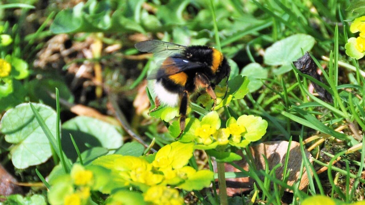 Und sie fliegt doch: Die Hummel hat dazu ihre eigene Technik. 