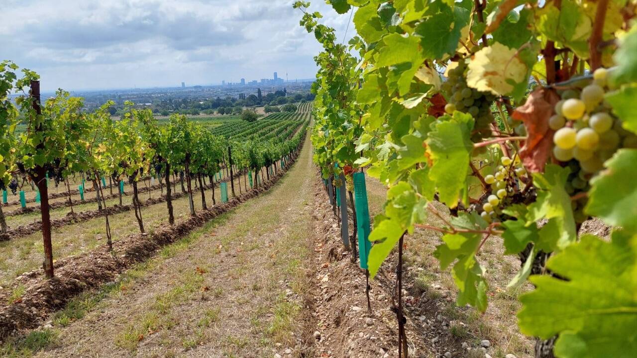 Gute Bedingungen für den Weinanbau. Gute Bedingungen für den Weinanbau.