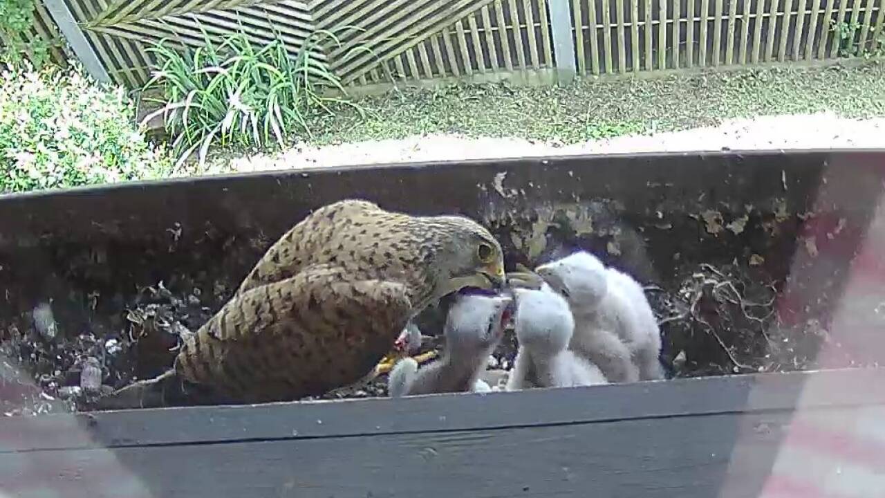 Geranien waren gestern. Hier gedeihen Turmfalken vor dem Fenster.  