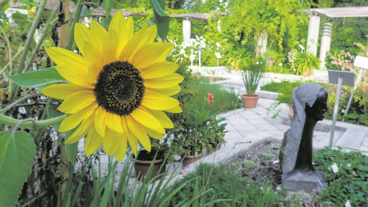 Verborgen, aber öffentlich zugänglich: der botanische Garten der NAWI in Salzburg-Freisaal. 