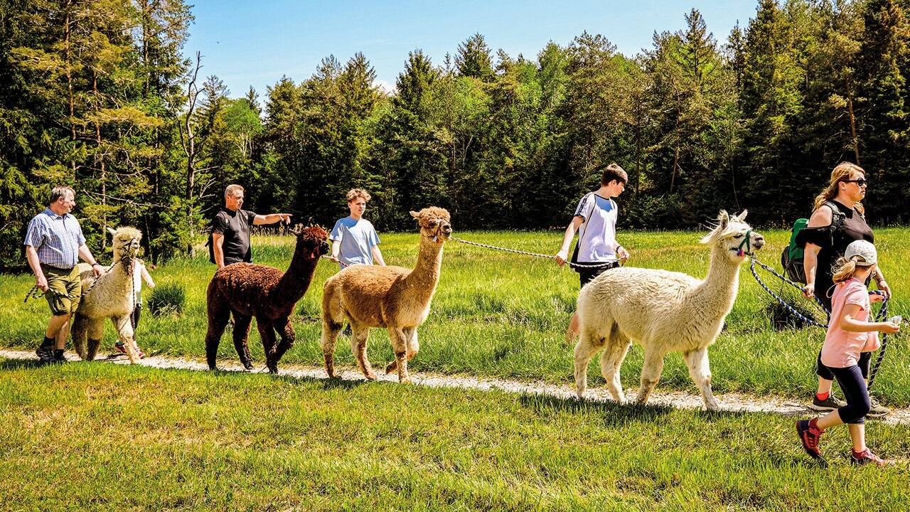 Zusammen mit den Alpakas wird gemütlich durch die wunderbare Moorlandschaft gewandert. Zusammen mit den Alpakas wird gemütlich durch die wunderbare Moorlandschaft gewandert.