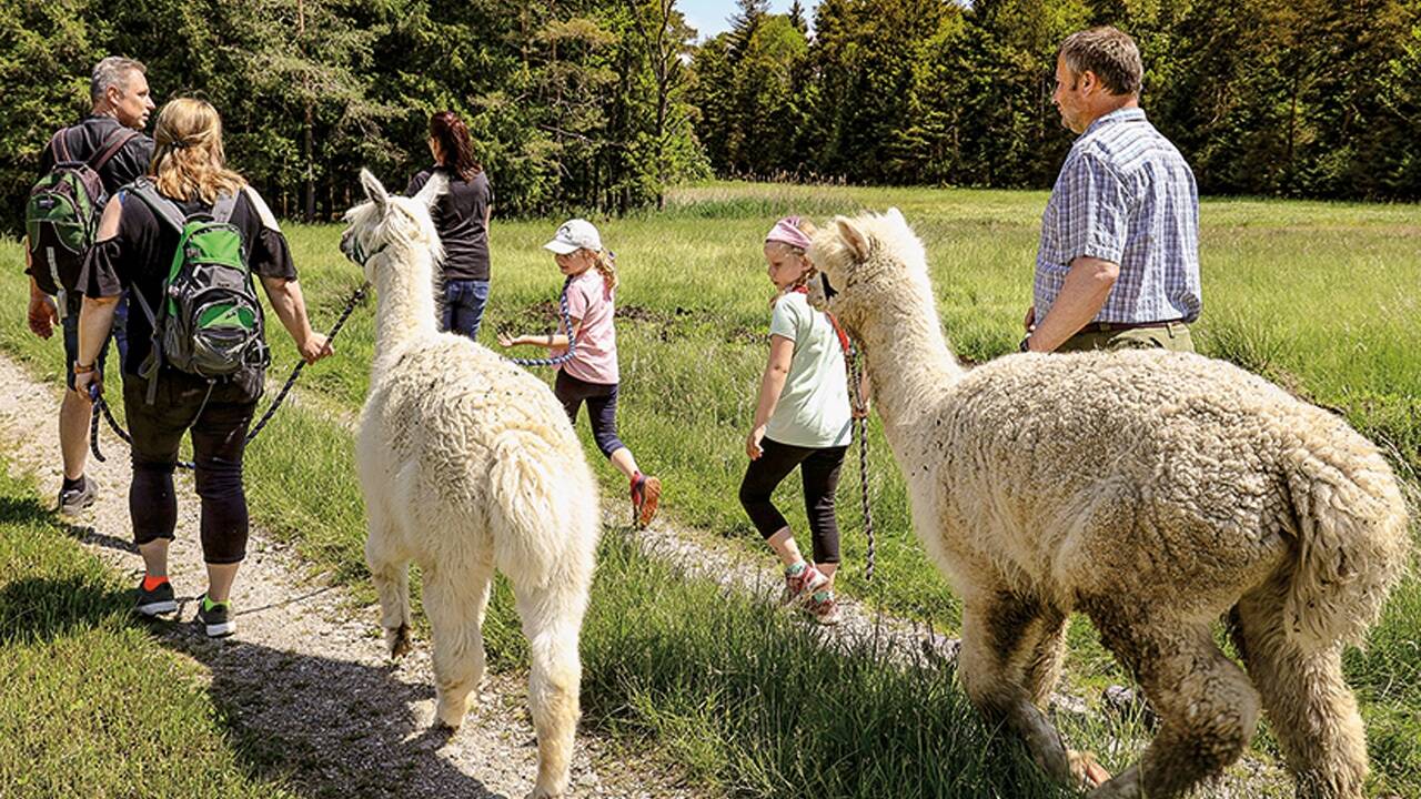 Zusammen mit den Alpakas wird gemütlich durch die wunderbare Moorlandschaft gewandert. Zusammen mit den Alpakas wird gemütlich durch die wunderbare Moorlandschaft gewandert.