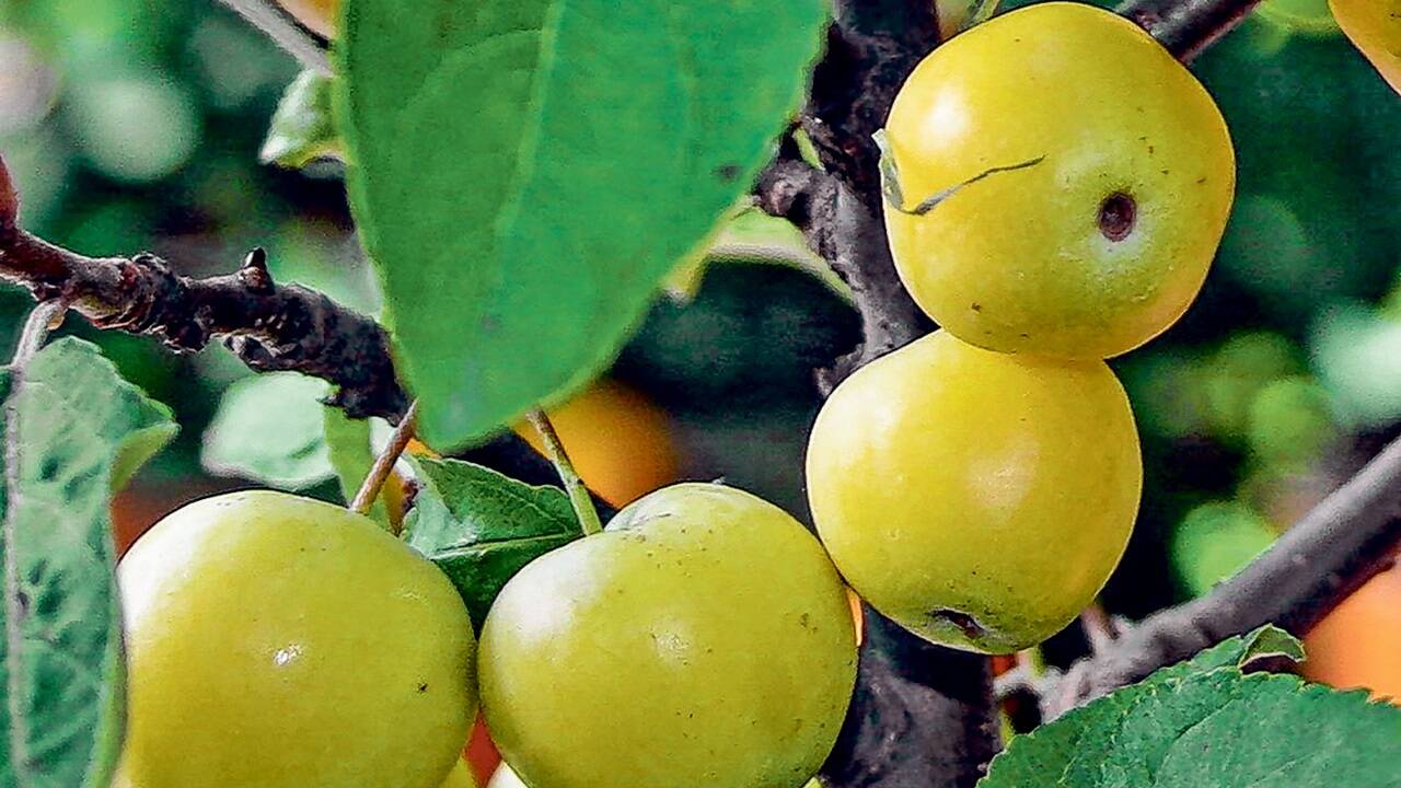 Zieräpfel eignen sich auch für Marmeladen, Kompotte oder Gelees. 