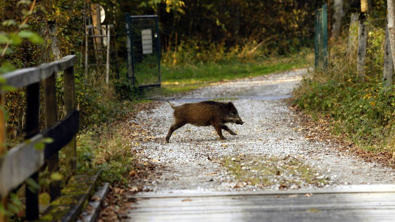 Was wird aus dem Wildgehege und der Gatterjagd mit mehr als über 100 Wildschweinen? Das ist eine der Fragen, die das Land klären muss.  