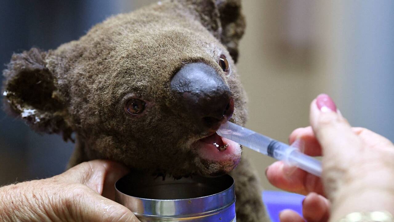 Ein Aktionsplan für einmalige Tier- und Pflanzenwelt in Australien soll auch den Koalas helfen. 