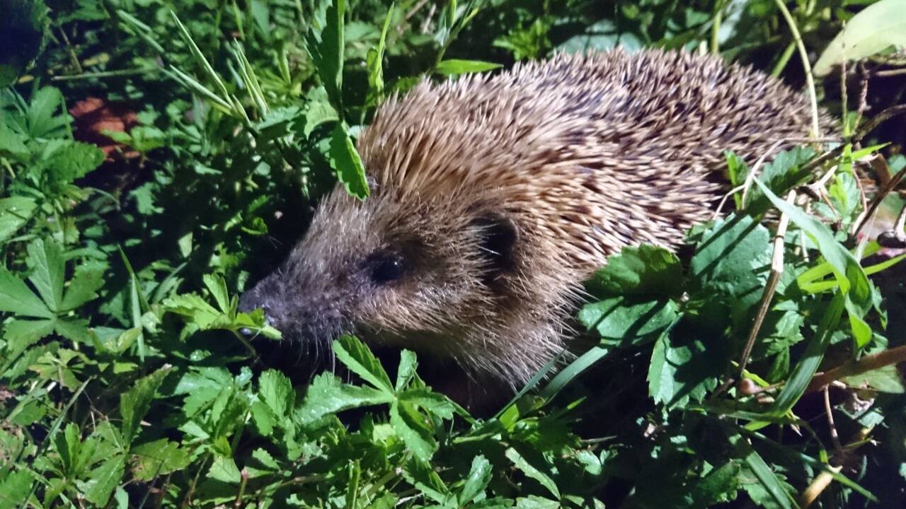 Schmales Köpfchen, dicker Bauch: Ob ein Igel gut genährt ist, erkennt man an seiner Birnenform. Schmales Köpfchen, dicker Bauch: Ob ein Igel gut genährt ist, erkennt man an seiner Birnenform.