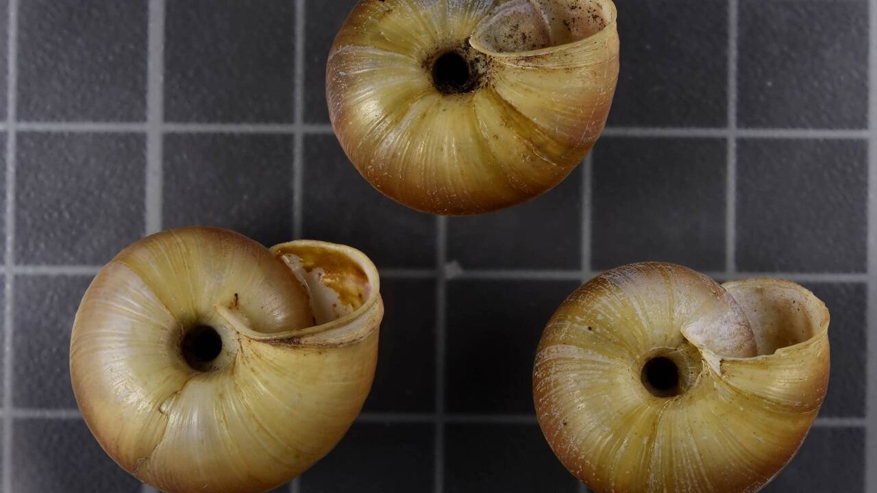 Das Beispiel der Baumschnecke Arianta braueri zeigt ein erstes Foto aus dem Naturhistorischen Museum für das Pilotprojekt der Mollusken im Rahmen der OSCA-Initiative.  