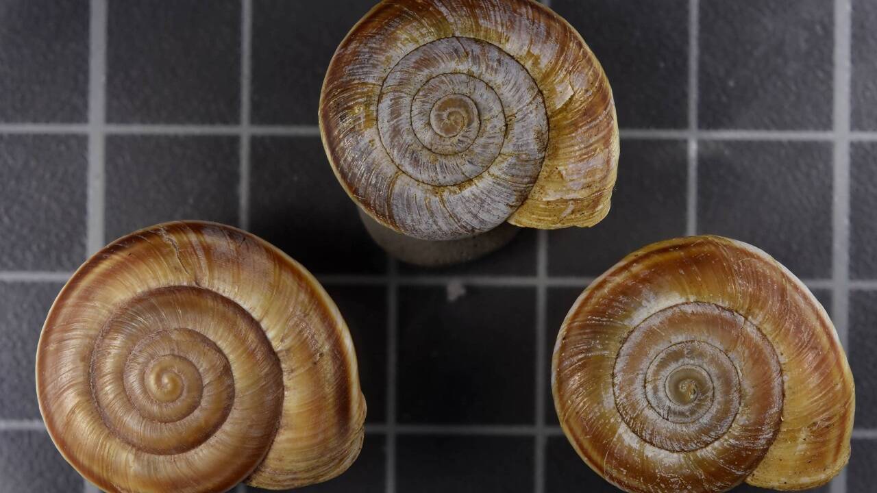 Das Beispiel der Baumschnecke Arianta braueri zeigt ein erstes Foto aus dem Naturhistorischen Museum für das Pilotprojekt der Mollusken im Rahmen der OSCA-Initiative.  