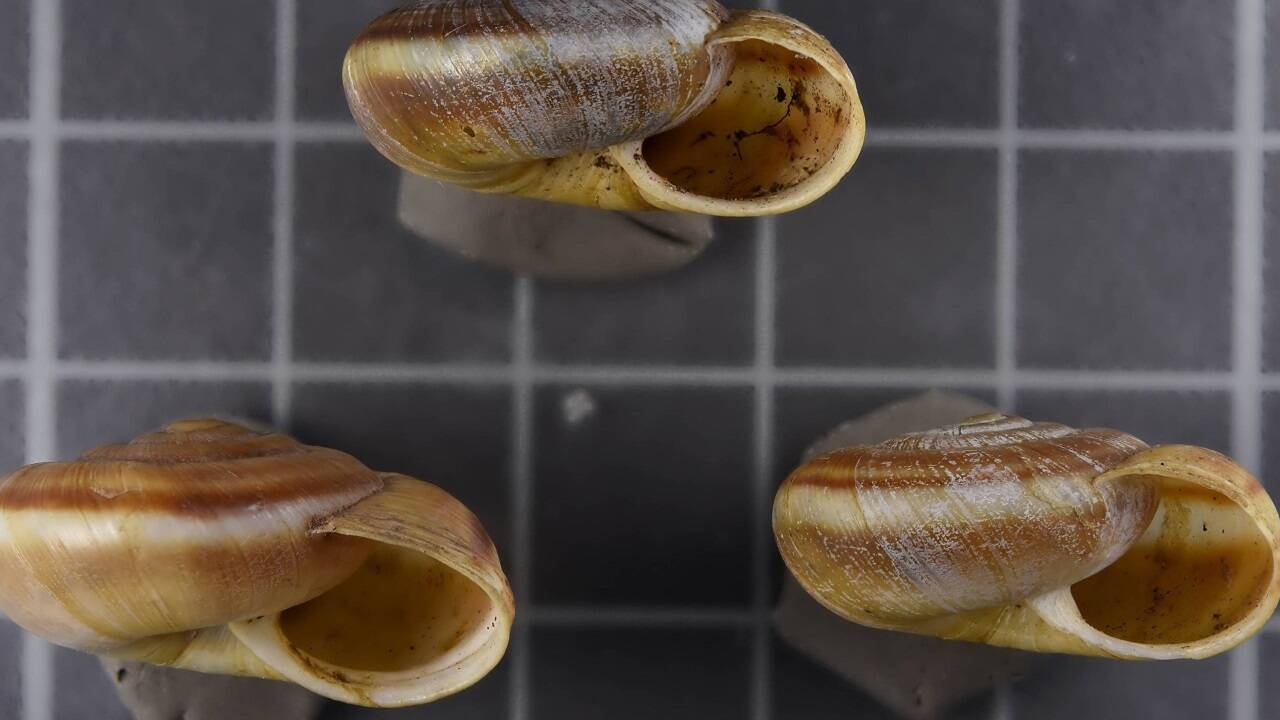 Das Beispiel der Baumschnecke Arianta braueri zeigt ein erstes Foto aus dem Naturhistorischen Museum für das Pilotprojekt der Mollusken im Rahmen der OSCA-Initiative.  